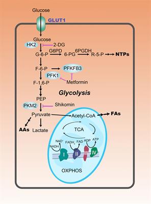 Glucometabolic reprogramming: From trigger to therapeutic target in hepatocellular carcinoma